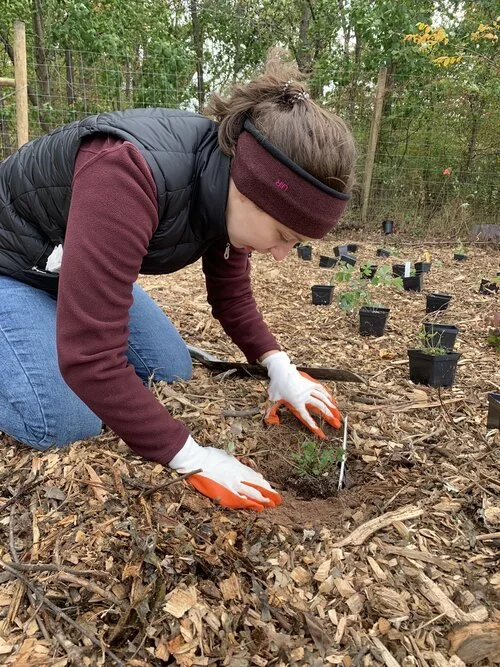 A woman wearing gloves, a maroon headband, and a vest planting a small tree or plant in the ground surrounded by mulch and small black pots in a wooded outdoor area.