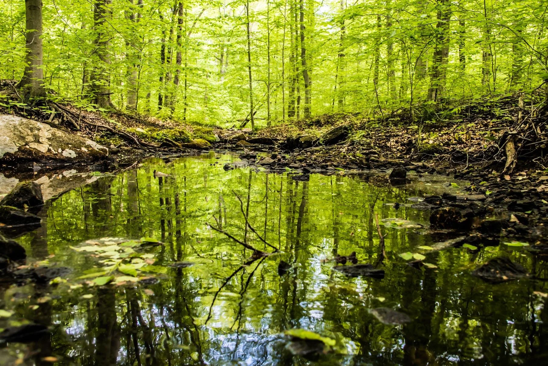A peaceful forest scene with a small stream reflecting the bright green trees and foliage overhead.