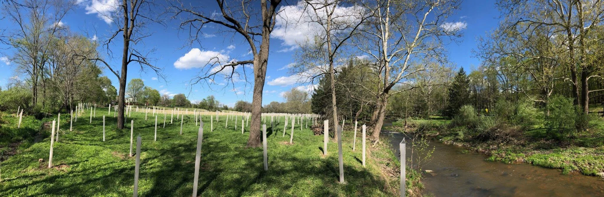 A landscape view of a grassy area with young trees protected by white stakes, next to a small creek, under a blue sky with scattered clouds. Some trees are leafless while others are budding with green leaves.