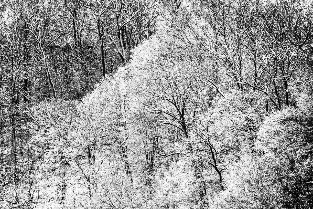 Snowy Trees