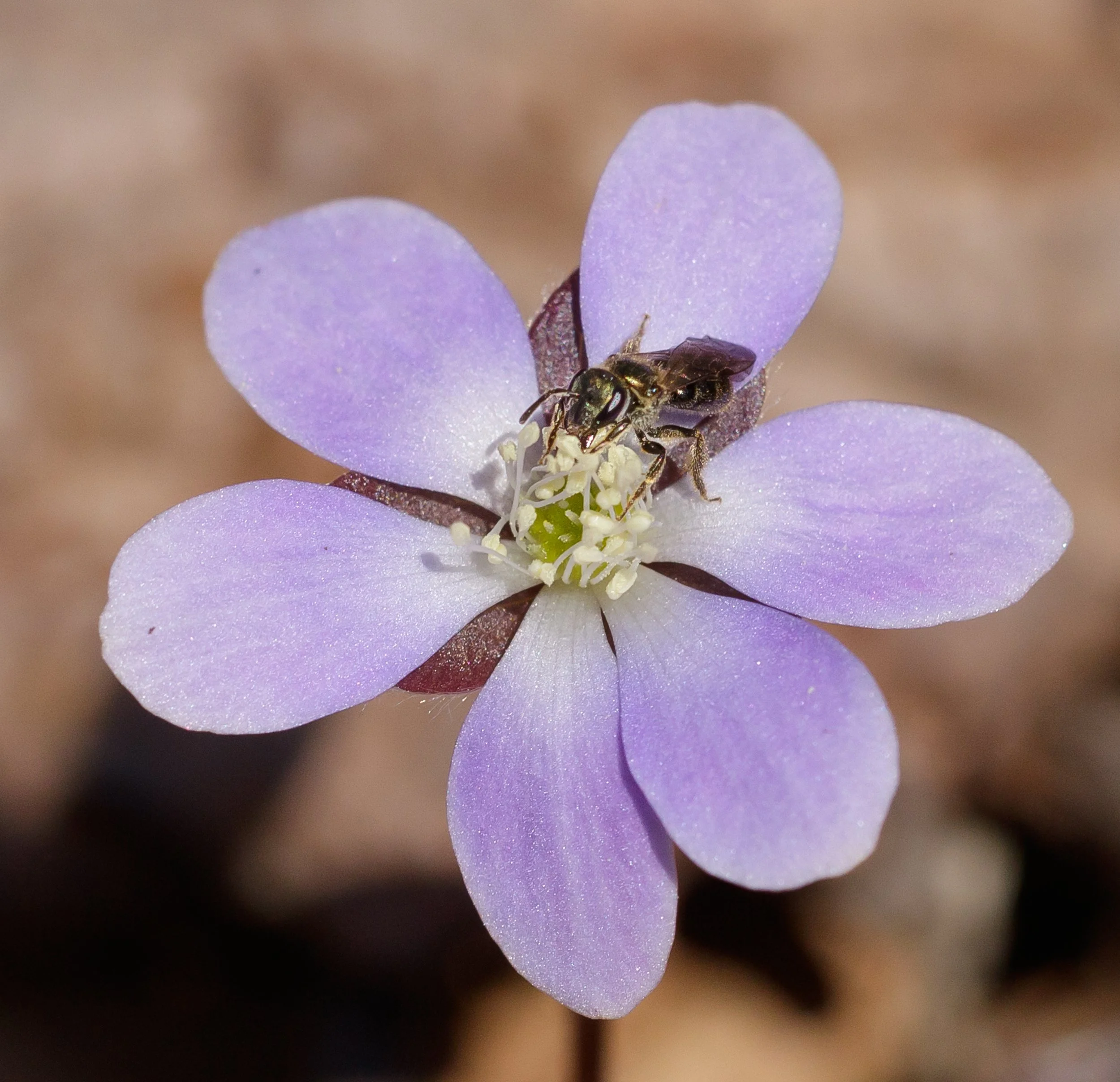 Close-up of a purple flower with a bee collecting nectar from the center.