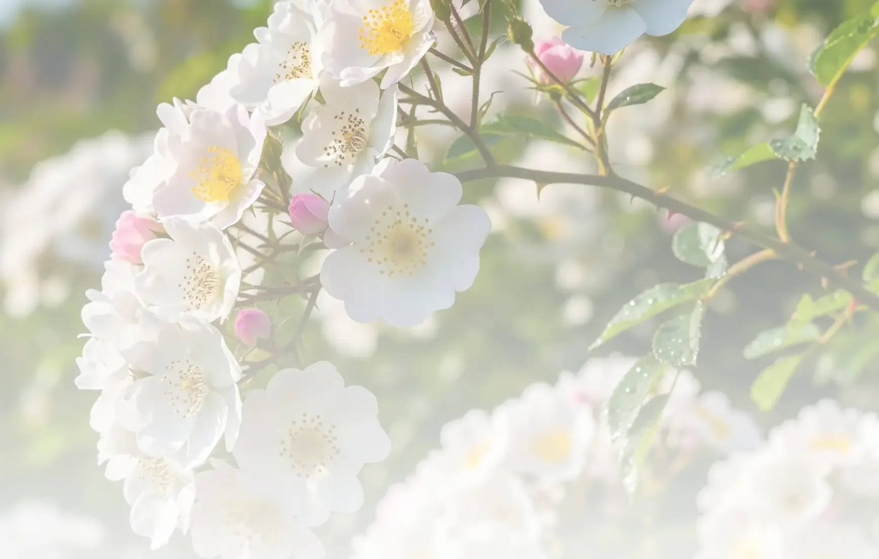 Close-up of white and pink flowers on a branch with green leaves, softly focused background.