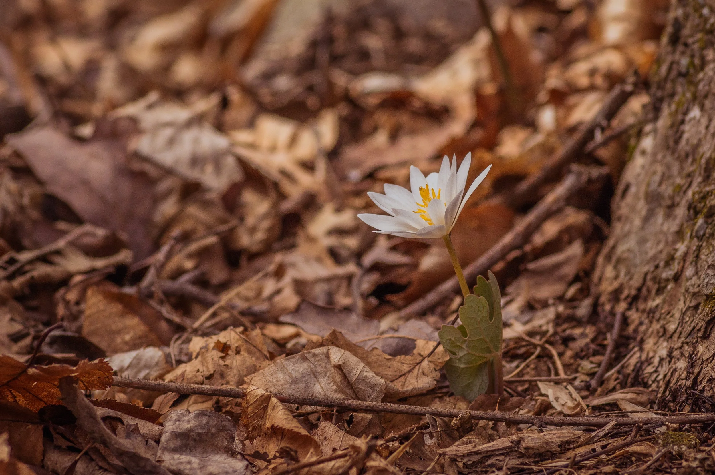 Spicebush-JimAmon