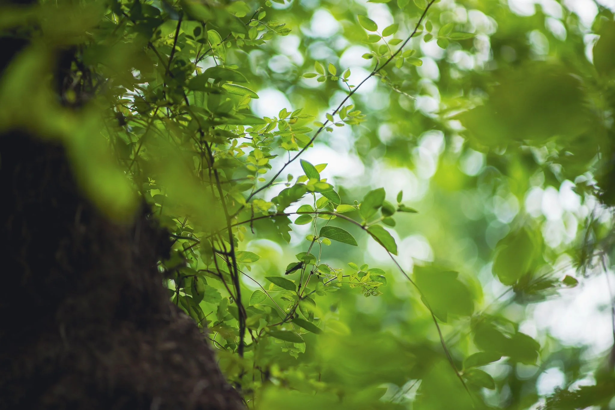 Close-up of green leaves and branches on a tree with blurred background.