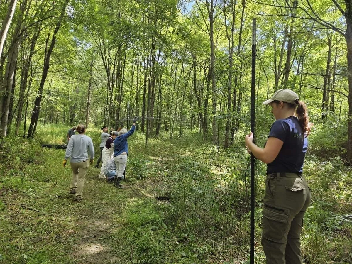 Group of people installing a wildlife fence in a wooded forest area.