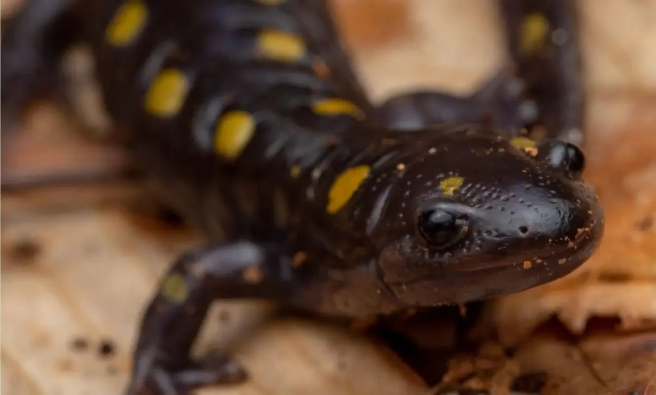 Close-up of a black and yellow salamander on a brown surface.