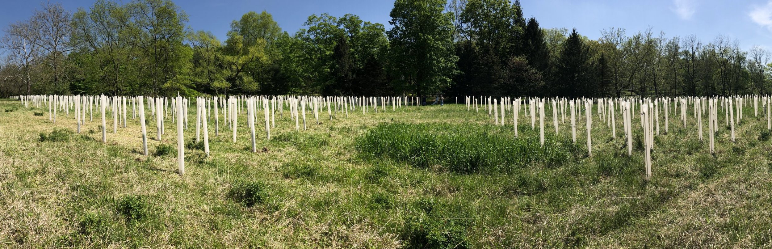 A large grassy field with many white tree protectors around young trees, a line of mature trees in the background, and a clear blue sky.