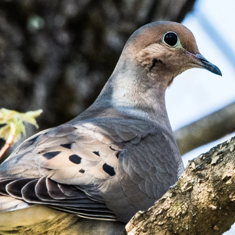 mourning dove