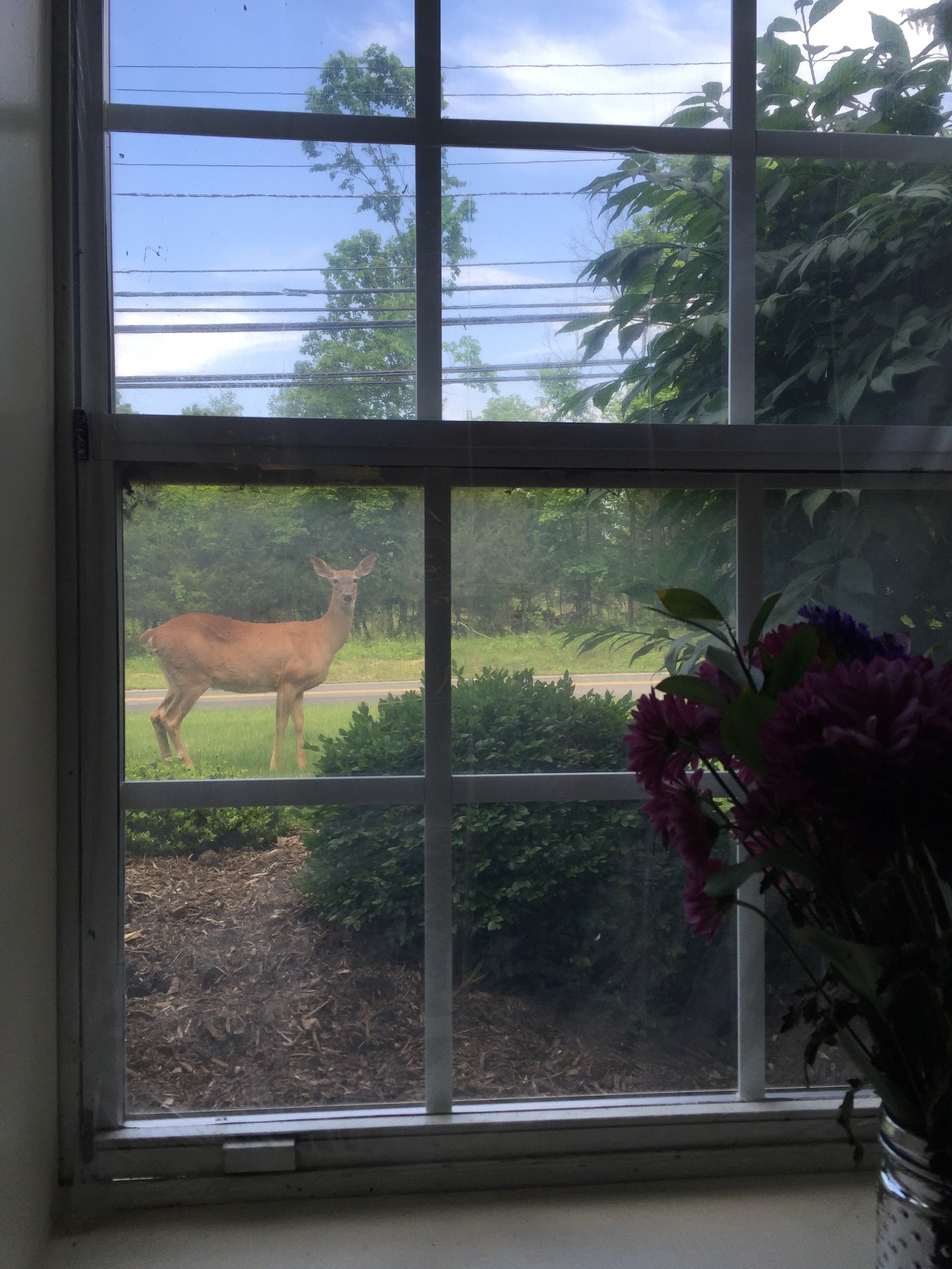Deer outside a window with green trees and bushes, with purple flowers in the foreground.