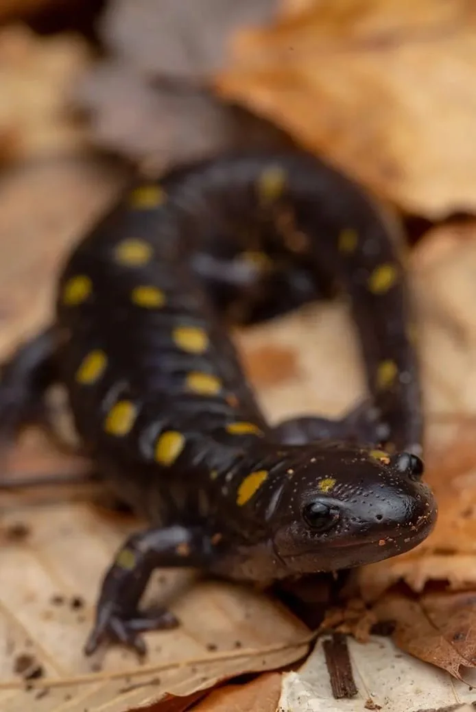 Close-up of a black salamander with yellow spots on a leaf in a natural environment.