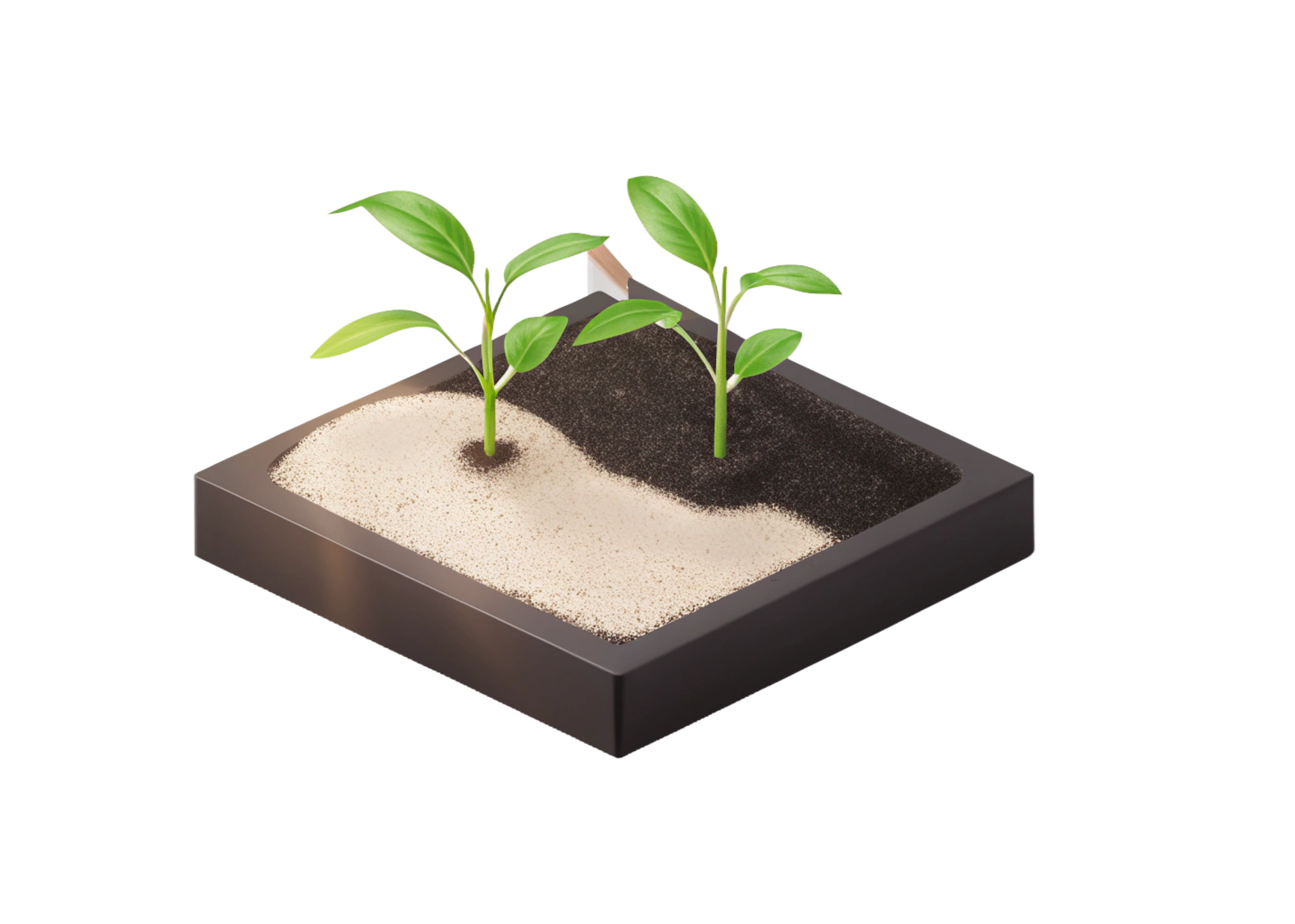 A square black planter with two young green plants growing in different soil types, sand on the left and dark soil on the right.