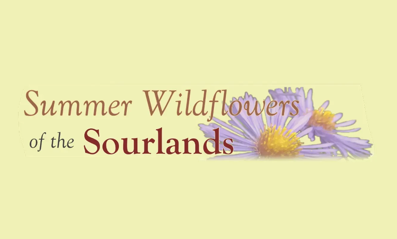 Text that reads 'Summer Wildflowers of the Sourdlands' next to purple wildflowers on a light yellow background.