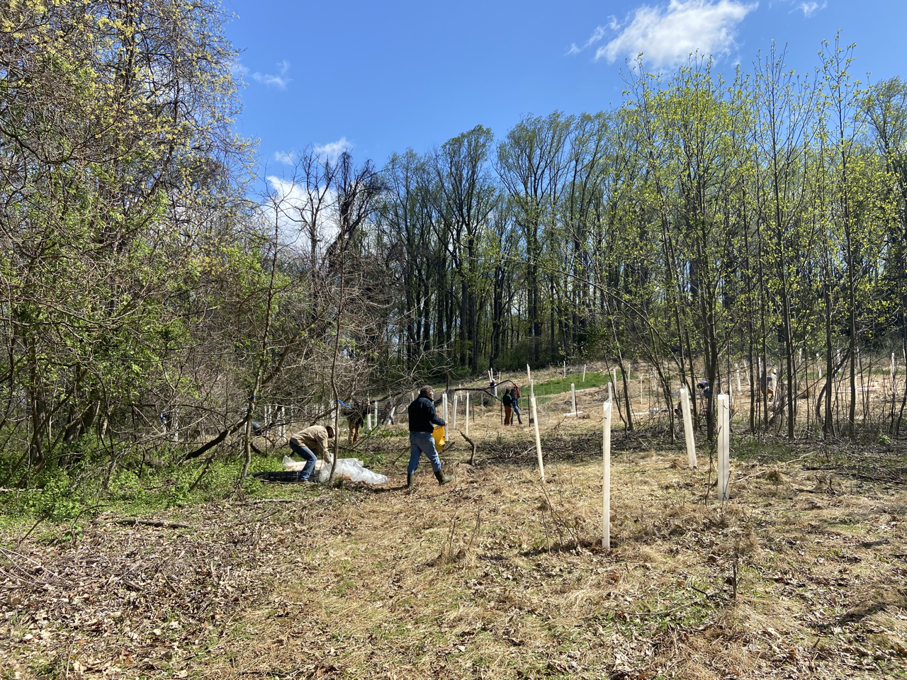 People planting young trees in a woodland area on a sunny day.