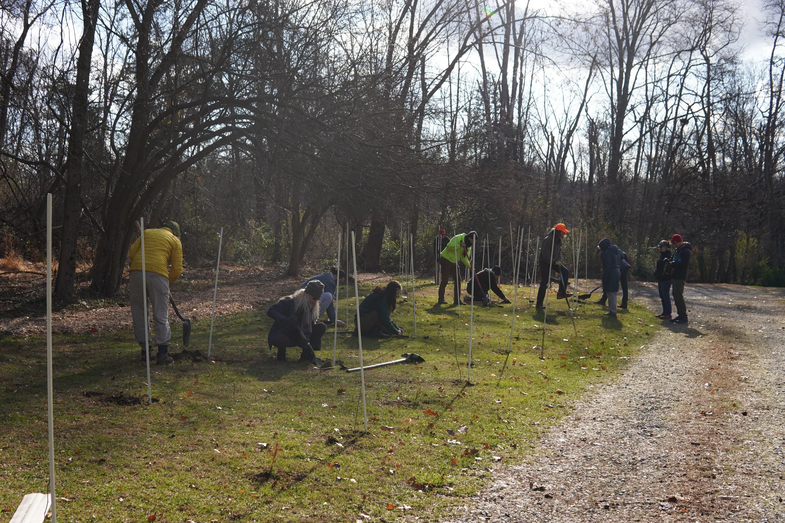 Group of people planting trees in a park, some kneeling and others standing with shovels, surrounded by leafless trees on a clear day.