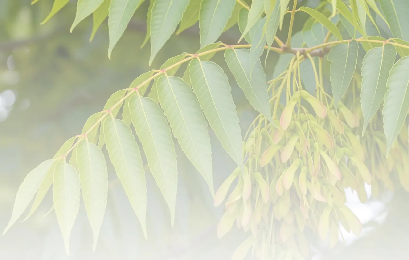 Close-up of green leaves and hanging seed pods on a tree branch.