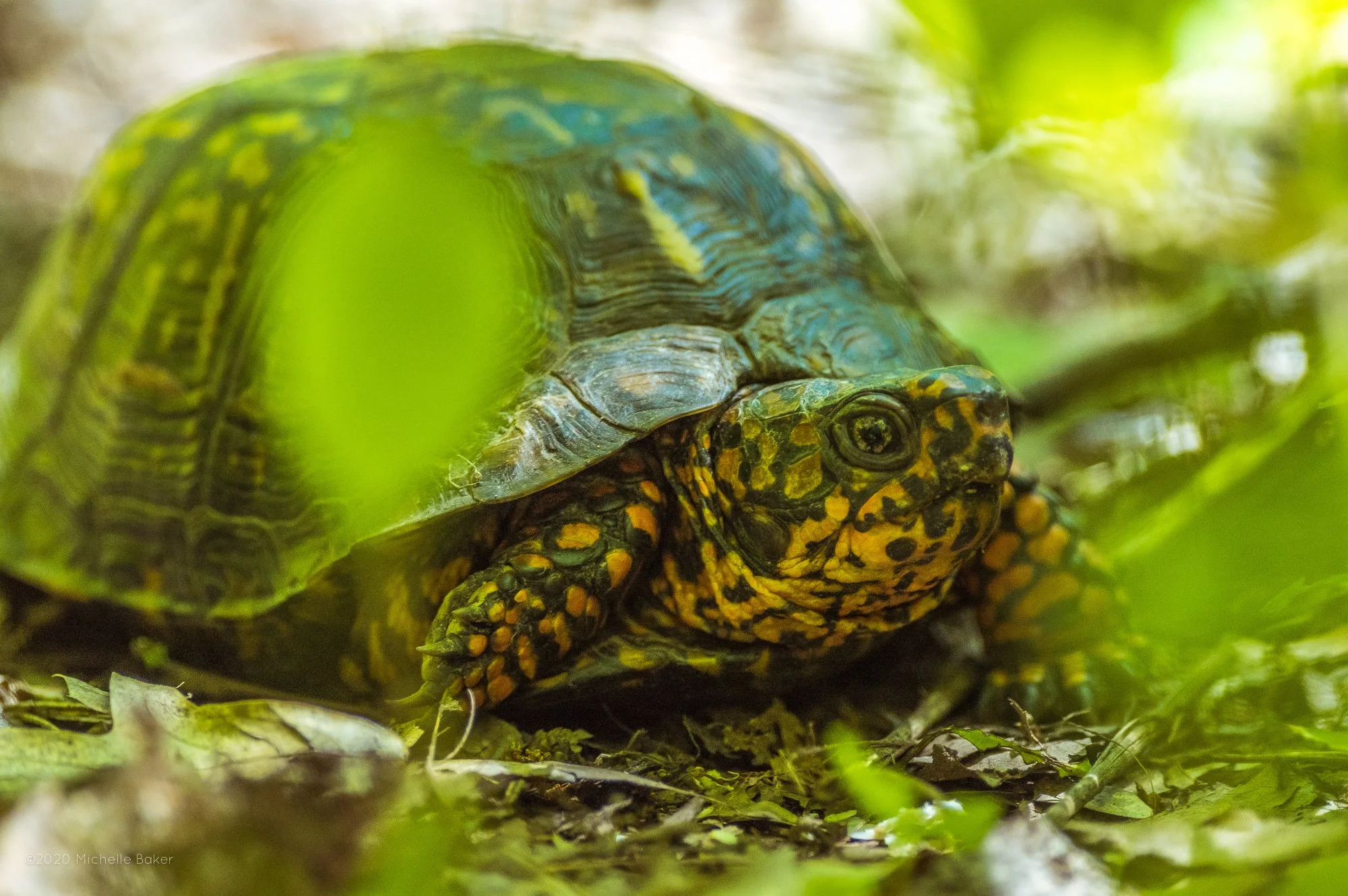Close-up of a turtle with an orange and black patterned head and shell, partially hidden among green foliage on the ground.