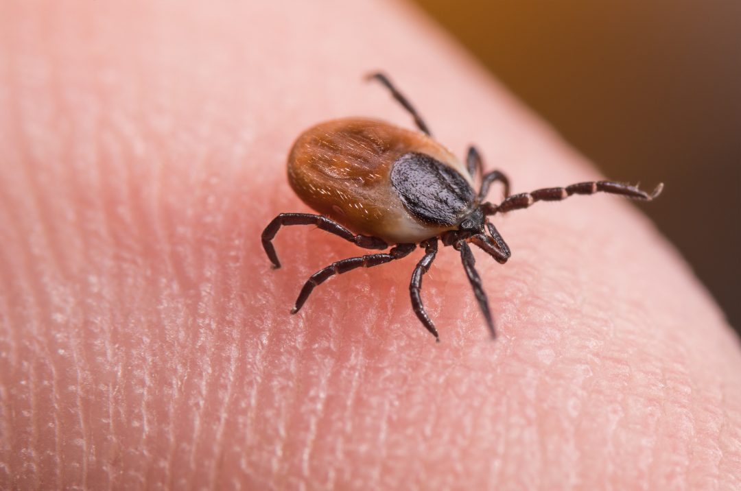Close-up of a tick on human skin with detailed texture of the skin visible.