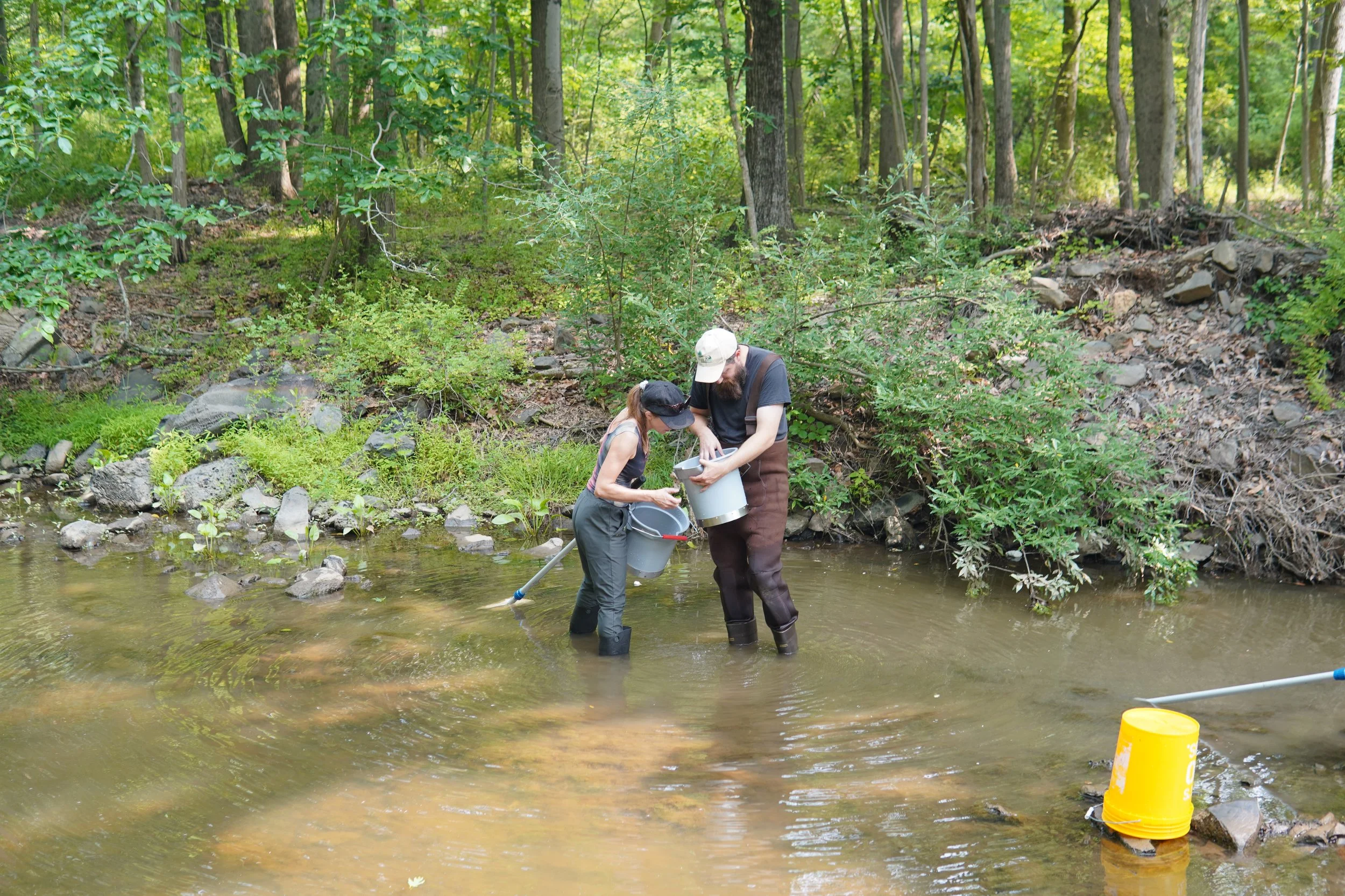 Two people in waders standing in a shallow creek in a forest, examining samples from the water in containers, with a yellow bucket nearby.
