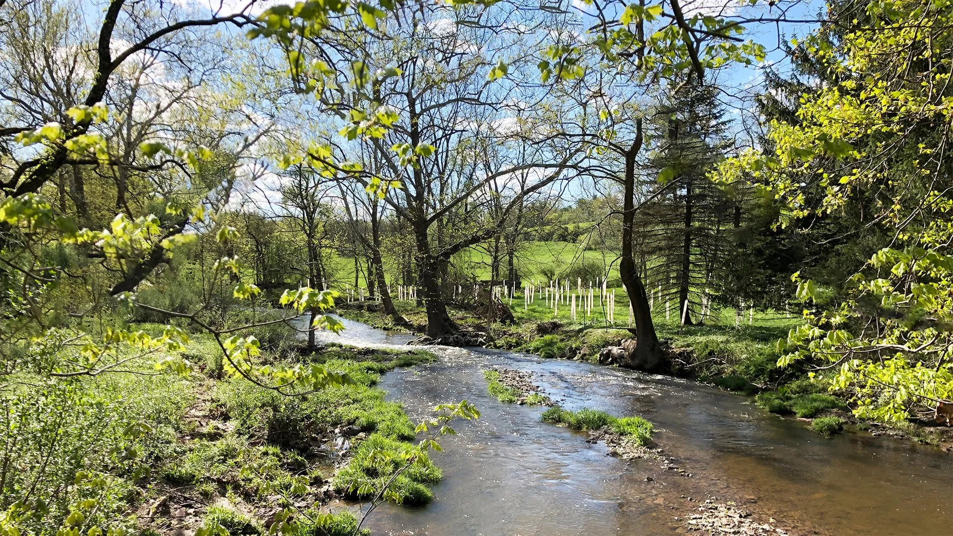 A peaceful creek flowing through a lush green forest on a sunny day.