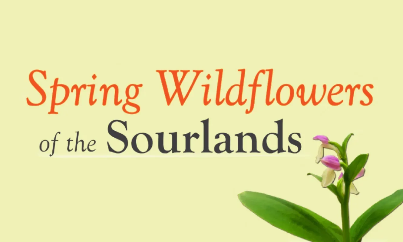 Text reading 'Spring Wildflowers of the Sourlands' with a blooming wildflower in the bottom right corner.