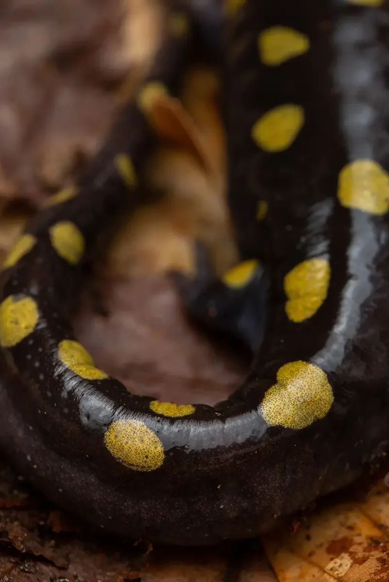Close-up of a black salamander with yellow spots on its skin, lying on a forest floor with leaves.