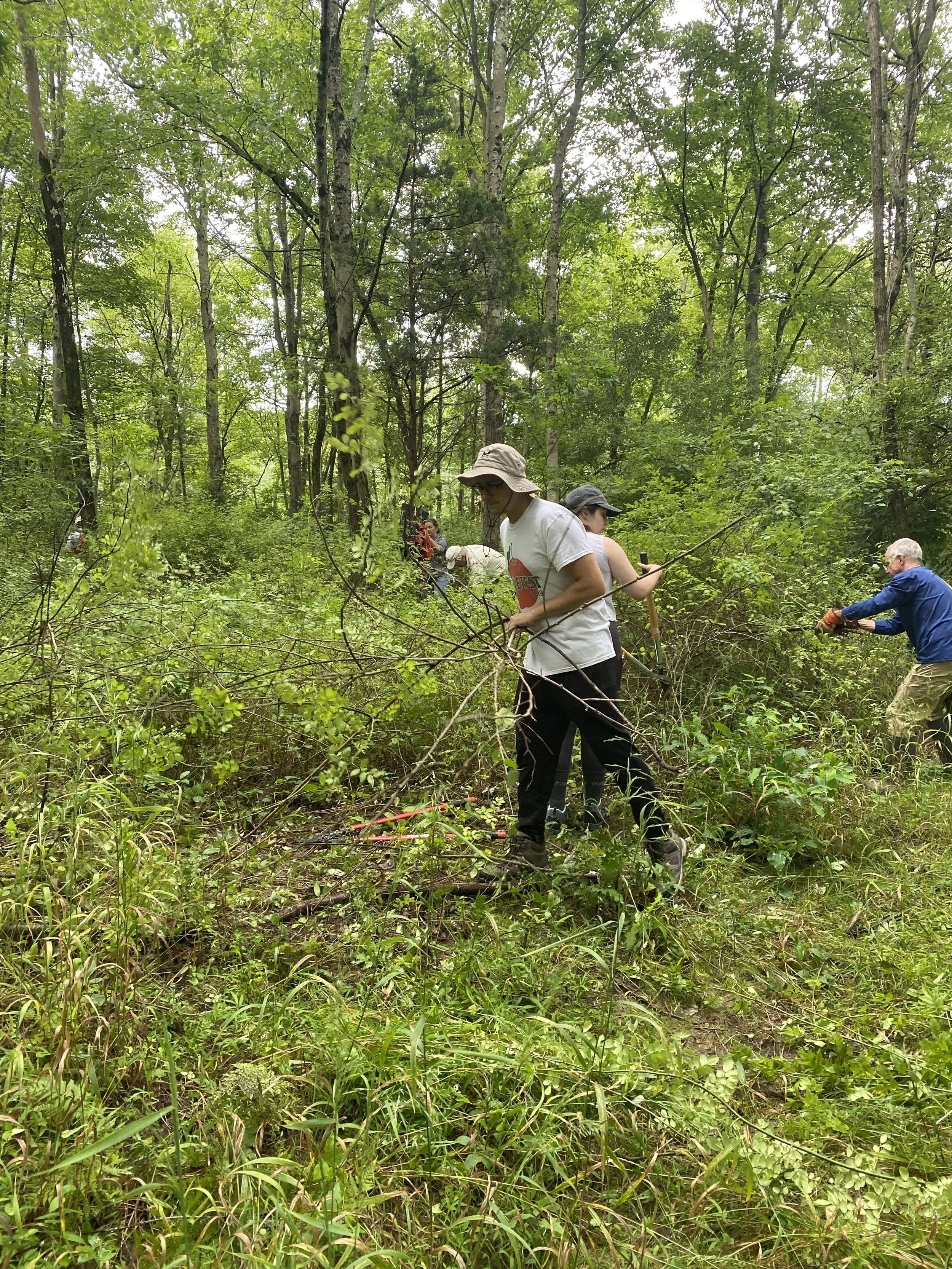 Group of people volunteering in a wooded area, removing brush and clearing the forest floor.