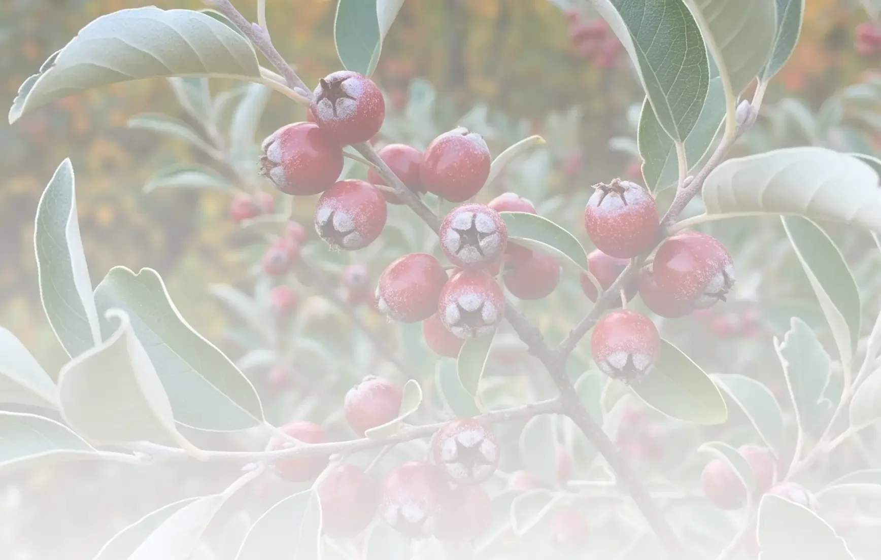 Close-up of red berries on a bush with green leaves, some with a powdery coating.