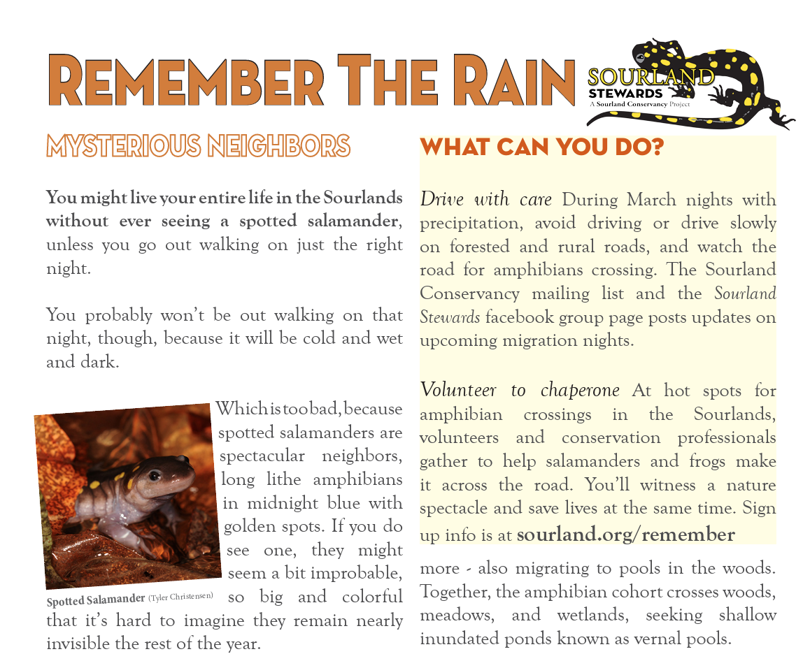 Flyer titled "Remember the Rain" with a salamander illustration and a photo of a spotted salamander, promoting salamander conservation and safety tips during the rainy season.