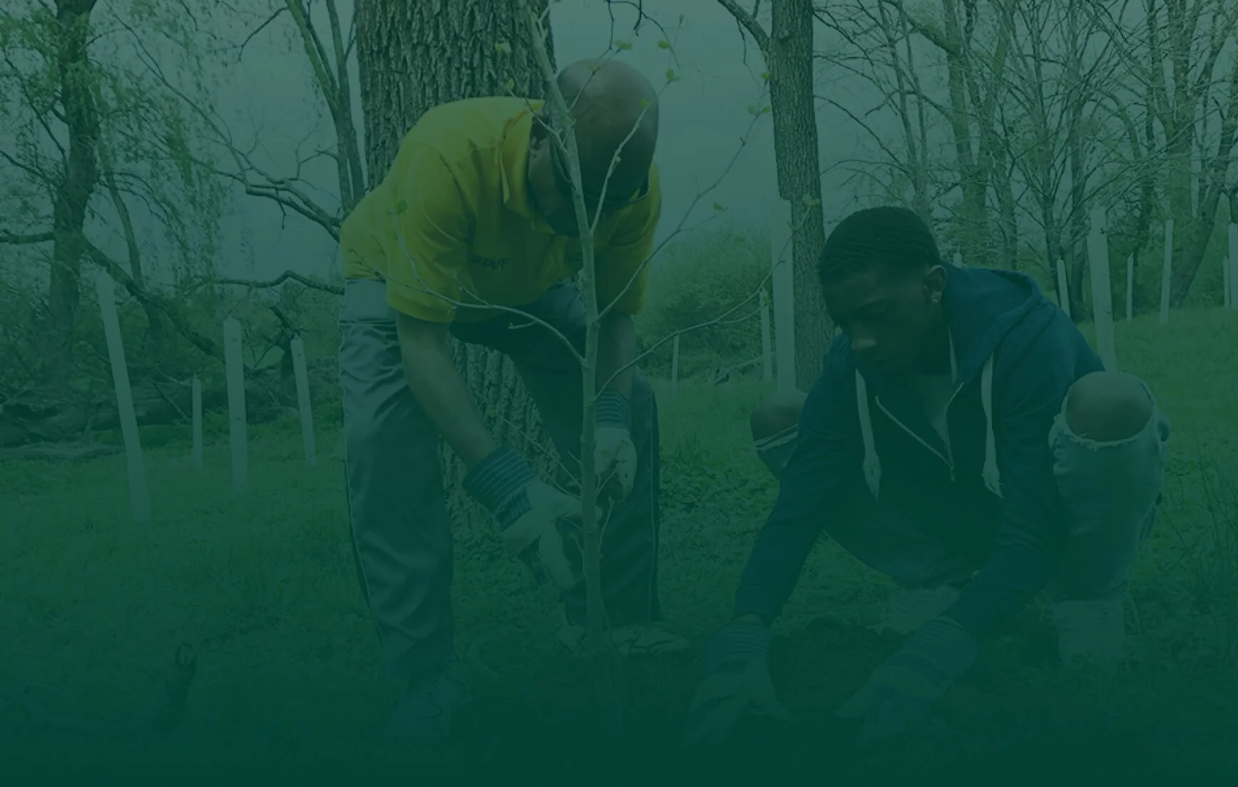 Two men planting a small tree outdoors in a wooded area.