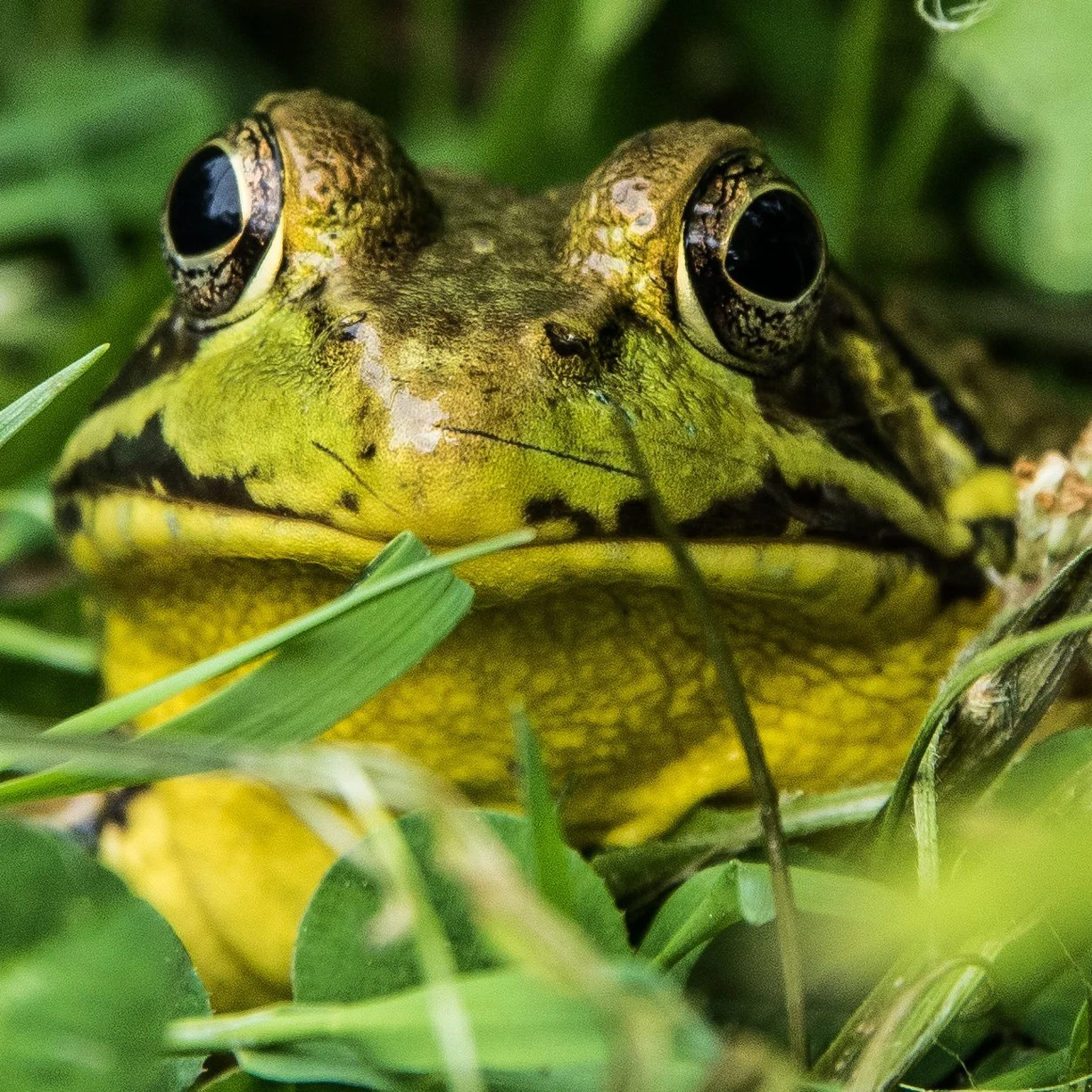 GreenFrog-JimAmon