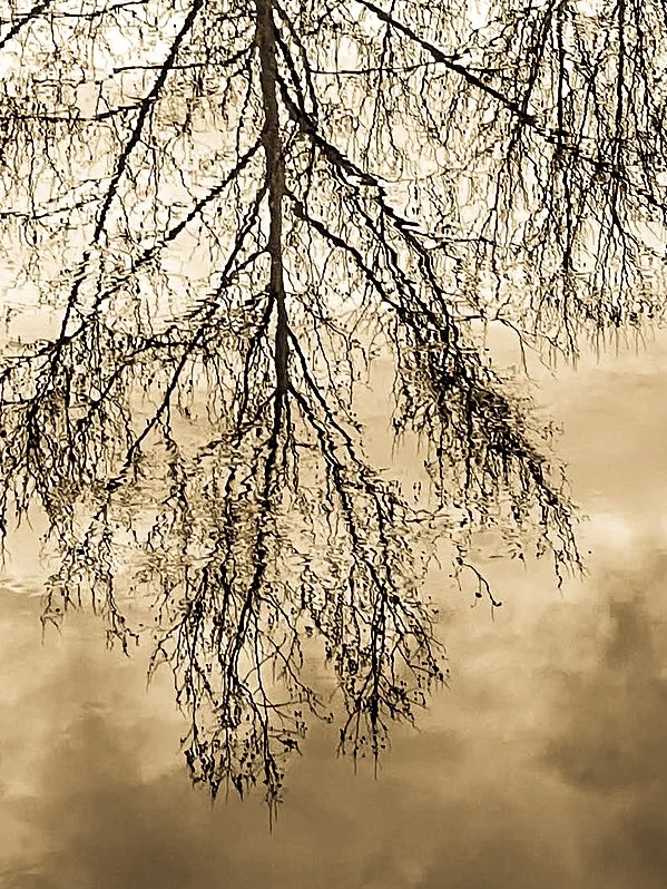 Tree reflection on water
