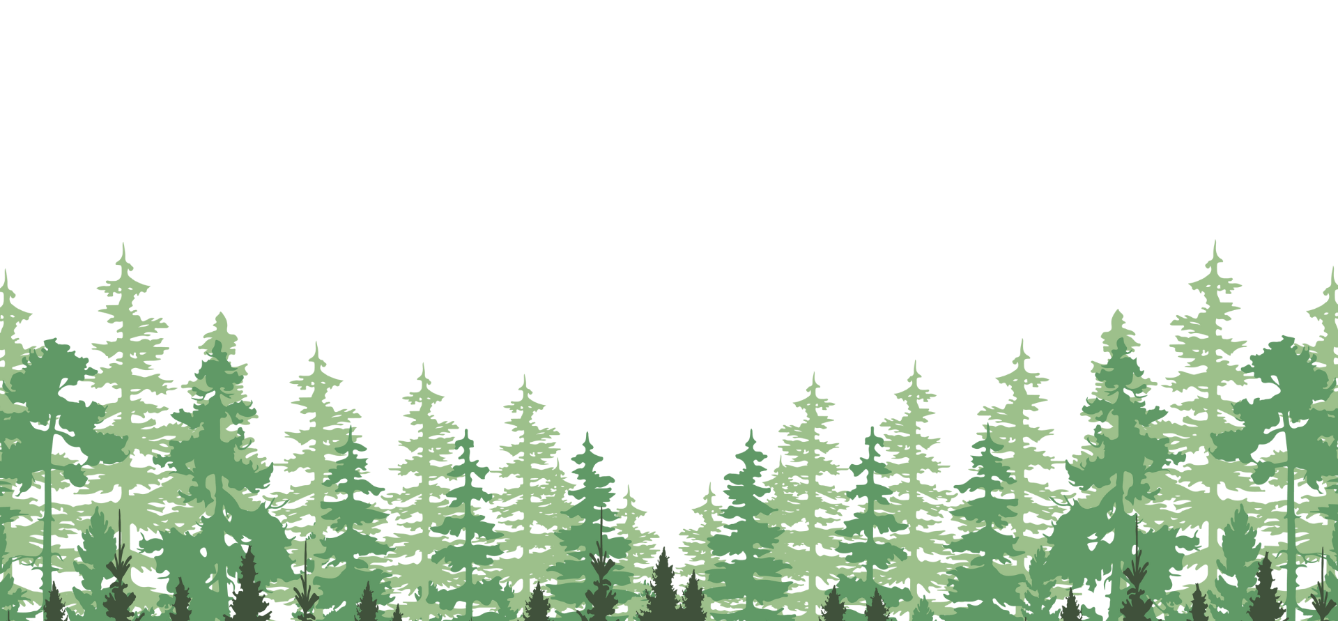 Silhouette of a forest of evergreen trees against a black sky