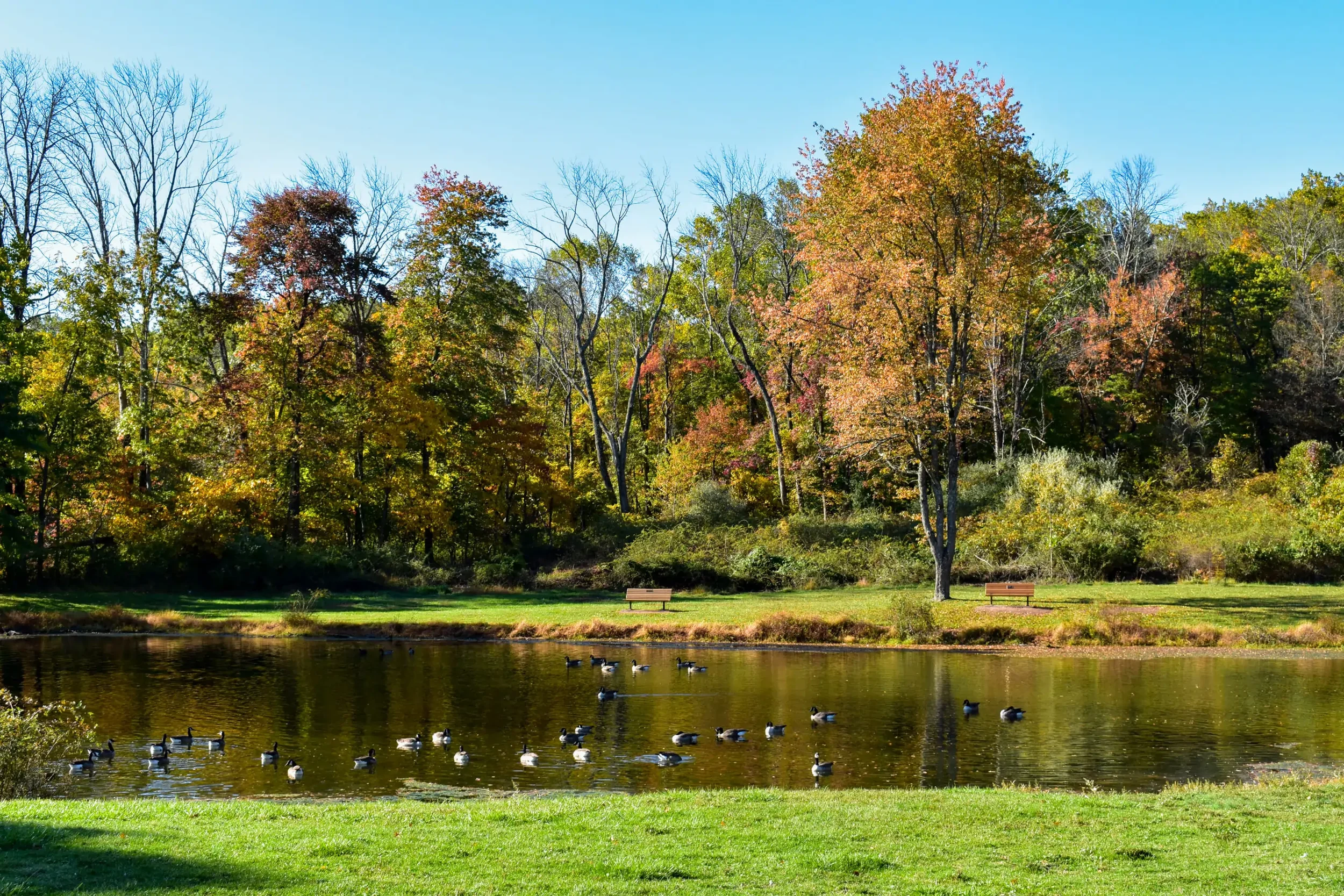 A peaceful park scene with a pond filled with ducks, green grass, and trees with colorful fall foliage under a clear blue sky.
