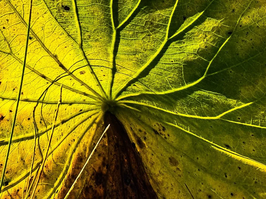 Up close of leaf
