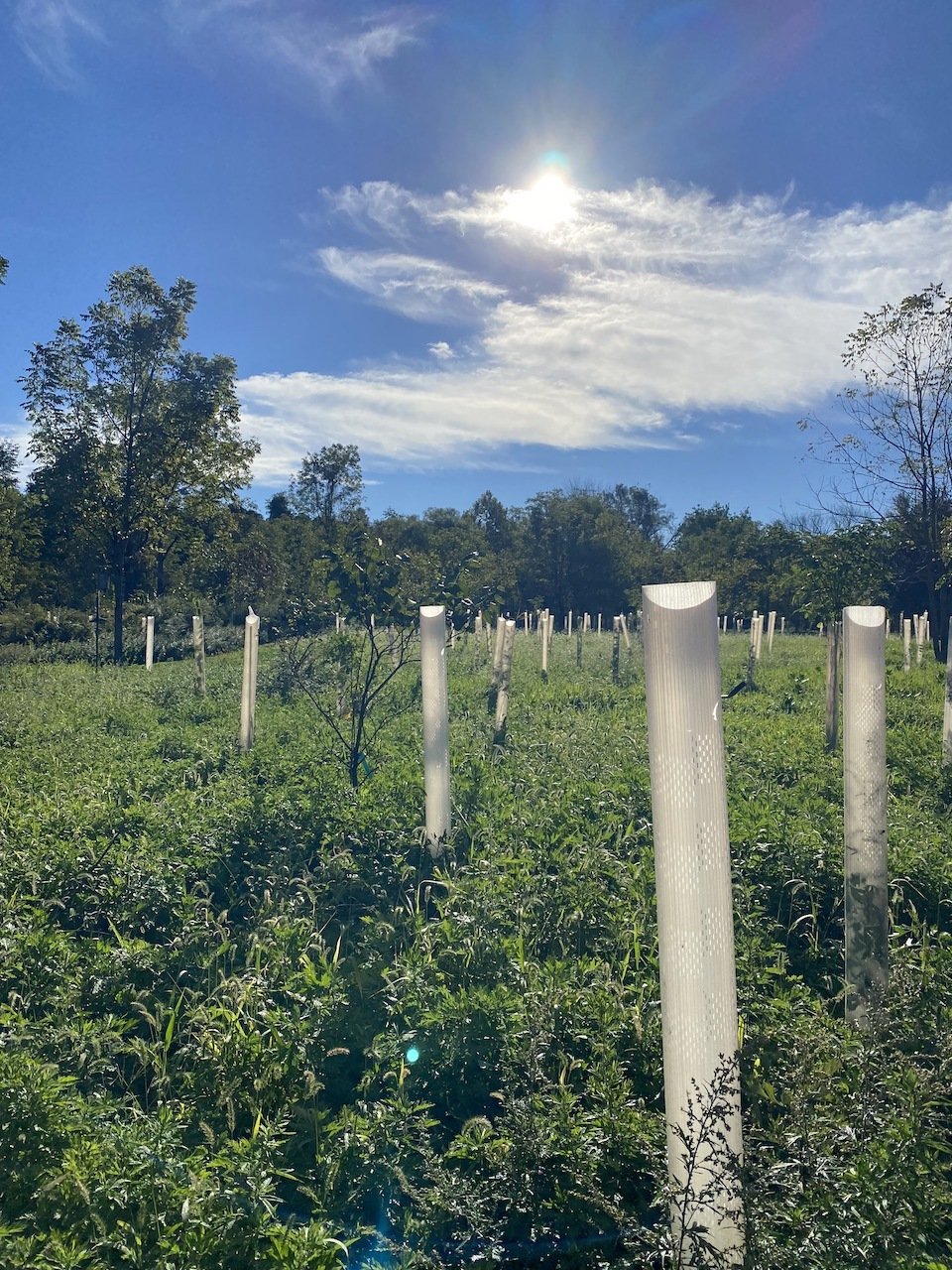 Sunny day over a green field with young trees supported by white protective tubes, with a blue sky with scattered clouds and the sun shining.