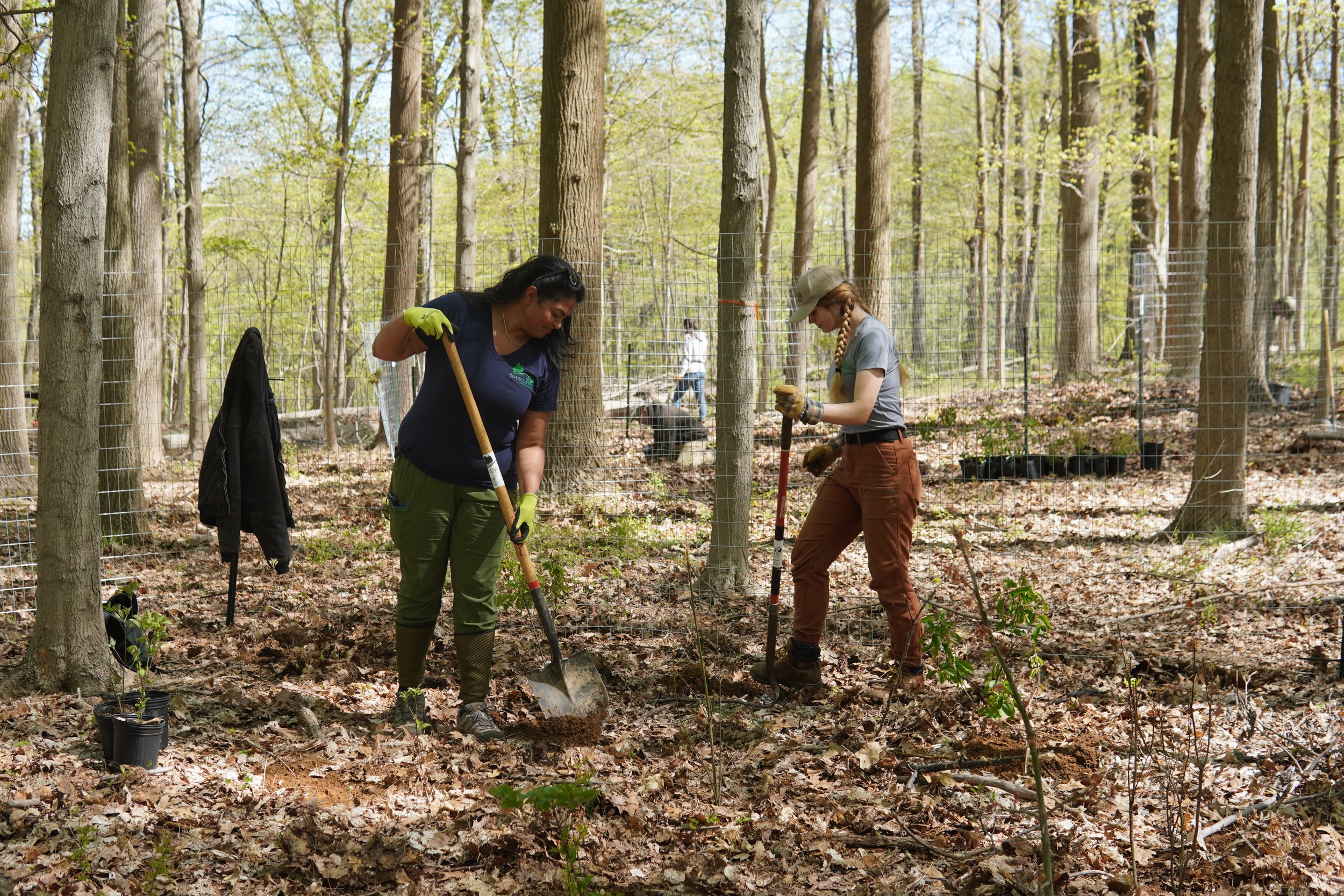 Two women planting trees in a forest, using shovels.