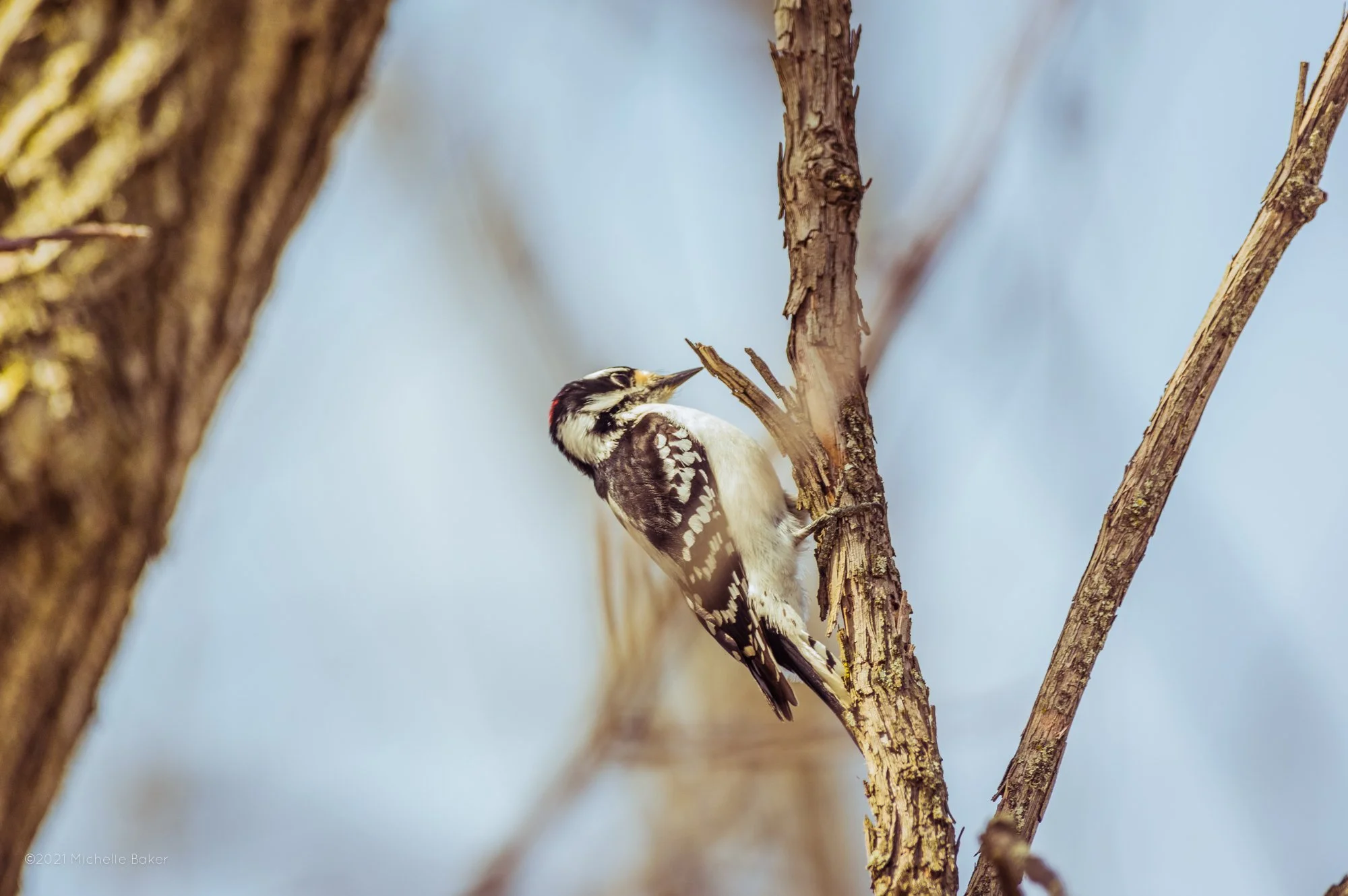 A woodpecker clings to a tree trunk, pecking at the bark.