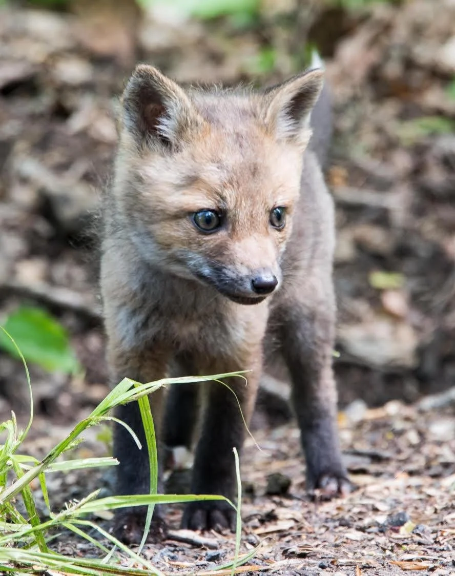 Young fox standing on forest ground, looking down, surrounded by foliage and dirt, with soft brown and gray fur.