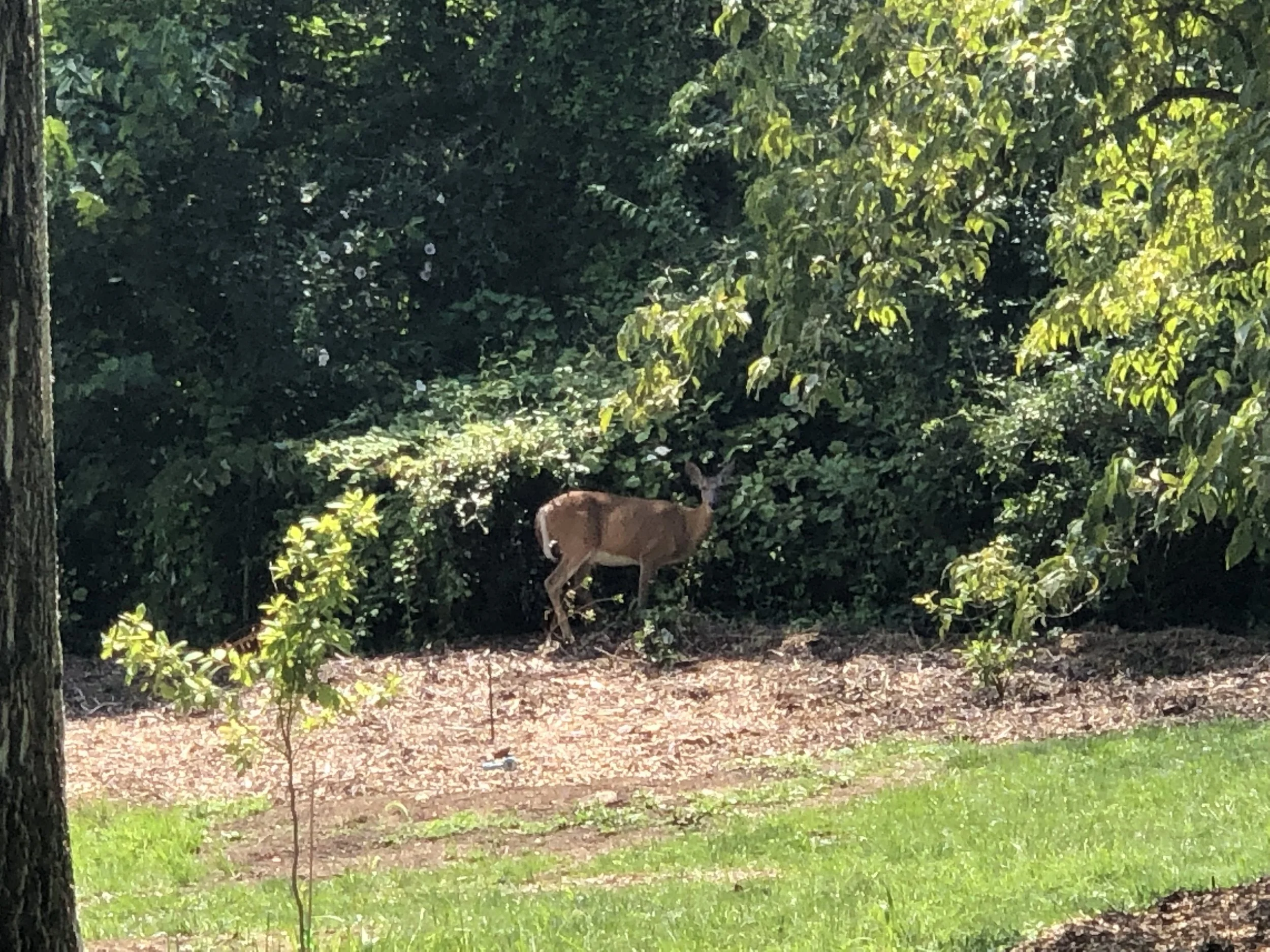 A deer standing on a dirt patch among green bushes and trees in a wooded area.