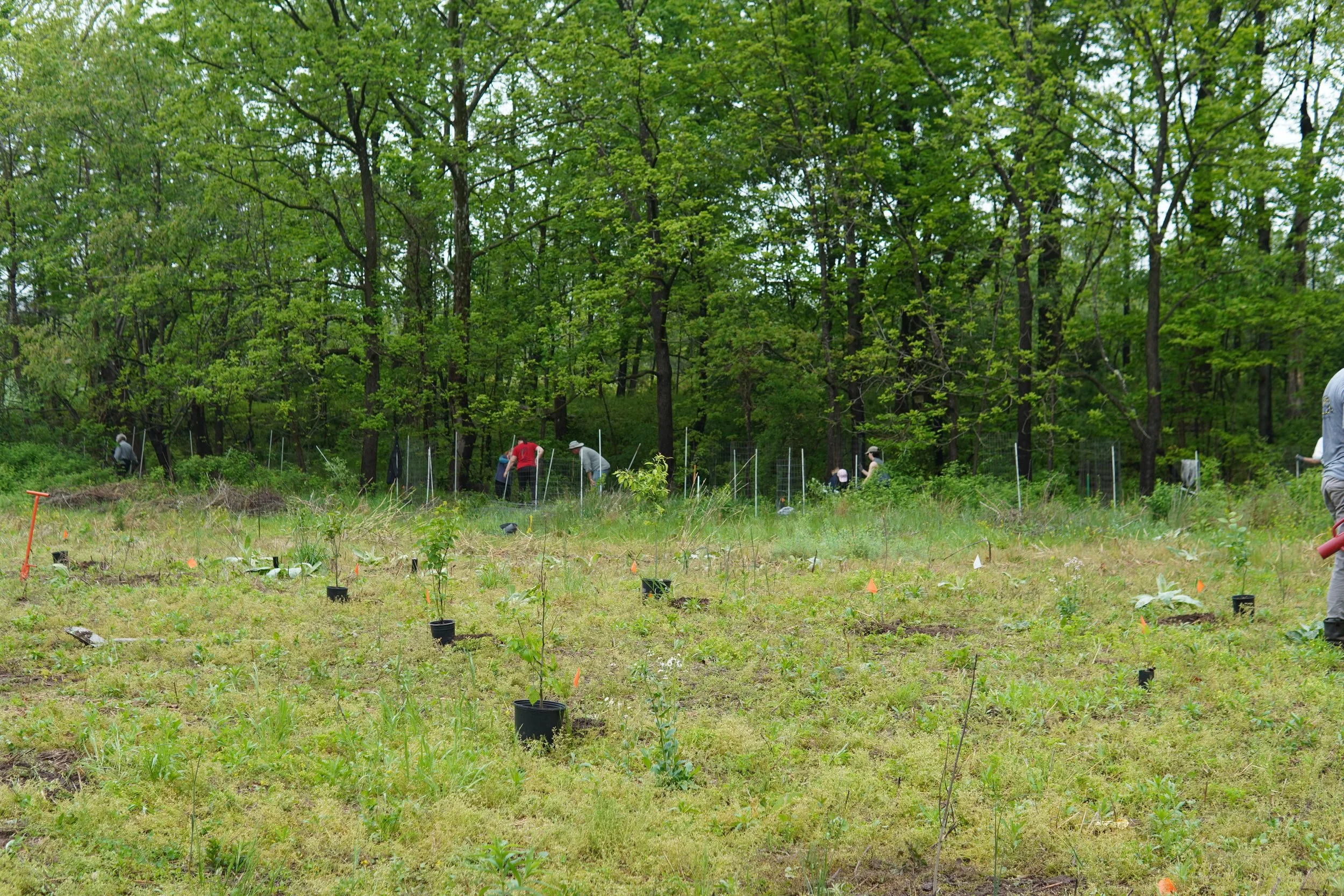 Group of people planting trees in a forested area with small saplings in black pots and orange markers on the ground.