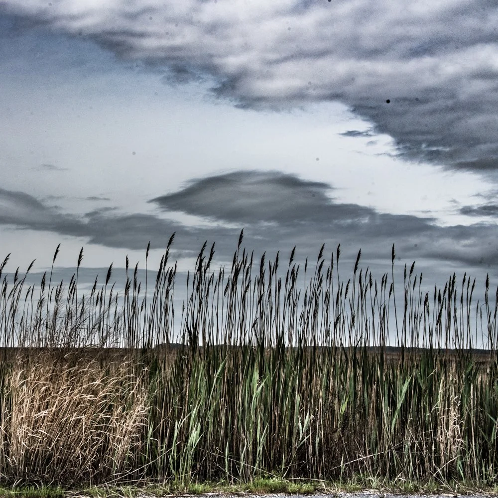 Tall grass with dark clouds on the background