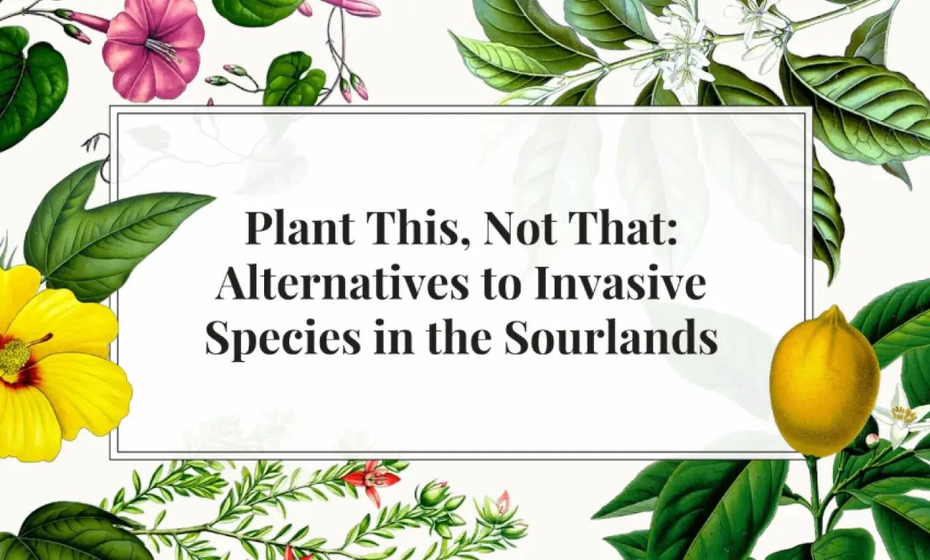 Book cover titled 'Plant This, Not That: Alternatives to Invasive Species in the Sourlands,' surrounded by illustrations of various plants and flowers.