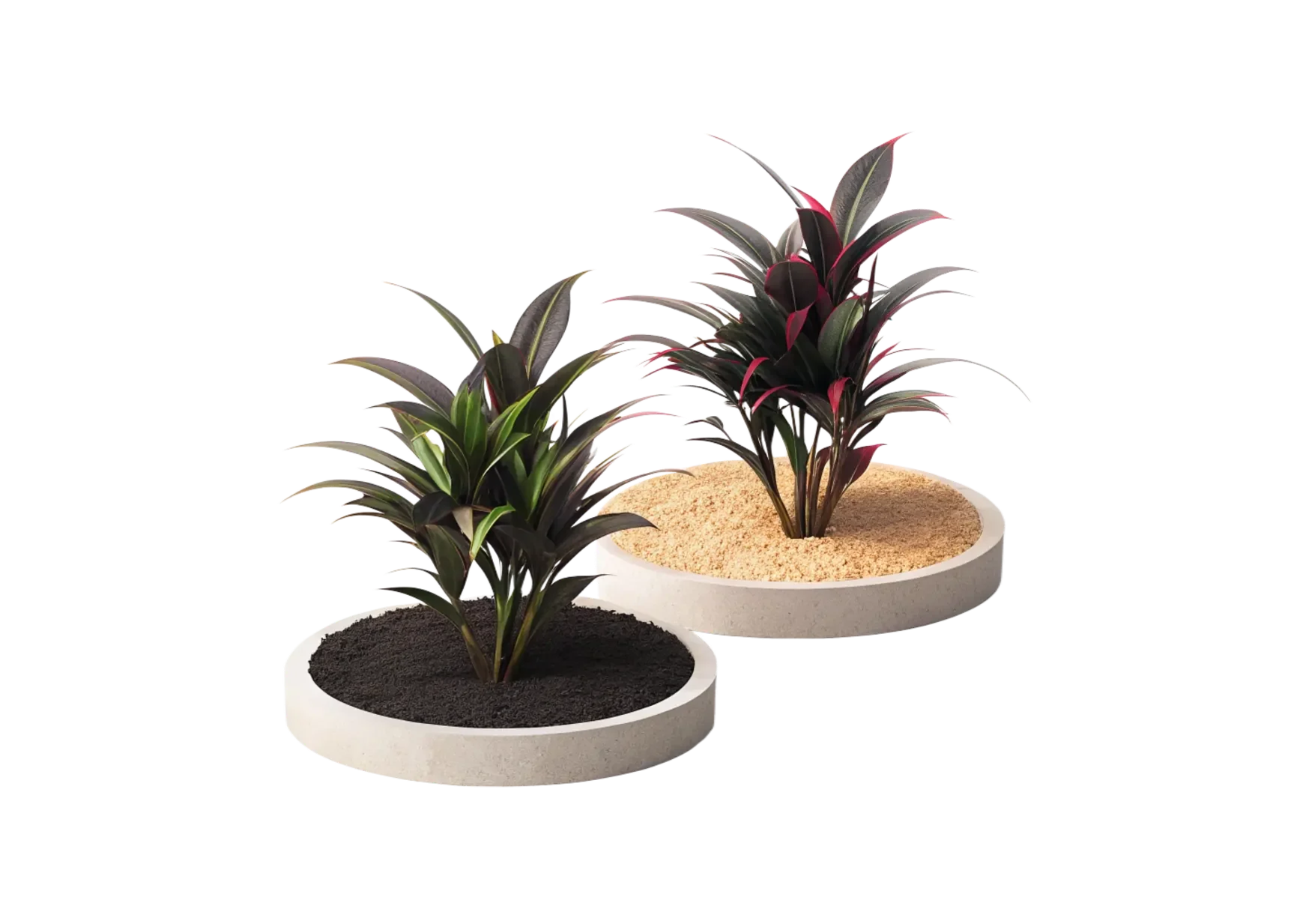 Two potted plants with dark green and purple leaves, each planted in round white containers with different sand-colored surfaces.