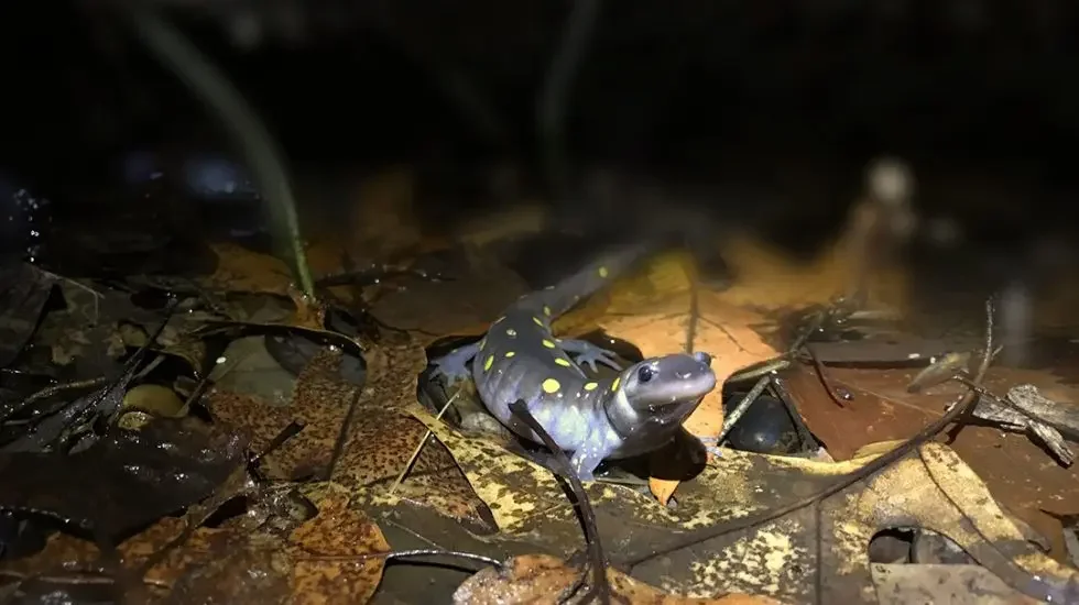 A spotted salamander on wet leaves in a dark forest at night.