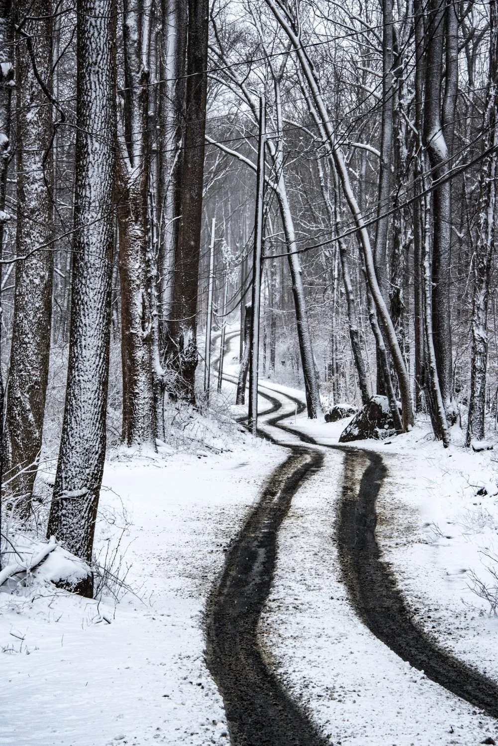 Snow-covered dirt road winding through a dense forest of tall, leafless trees with snow on their trunks and branches.