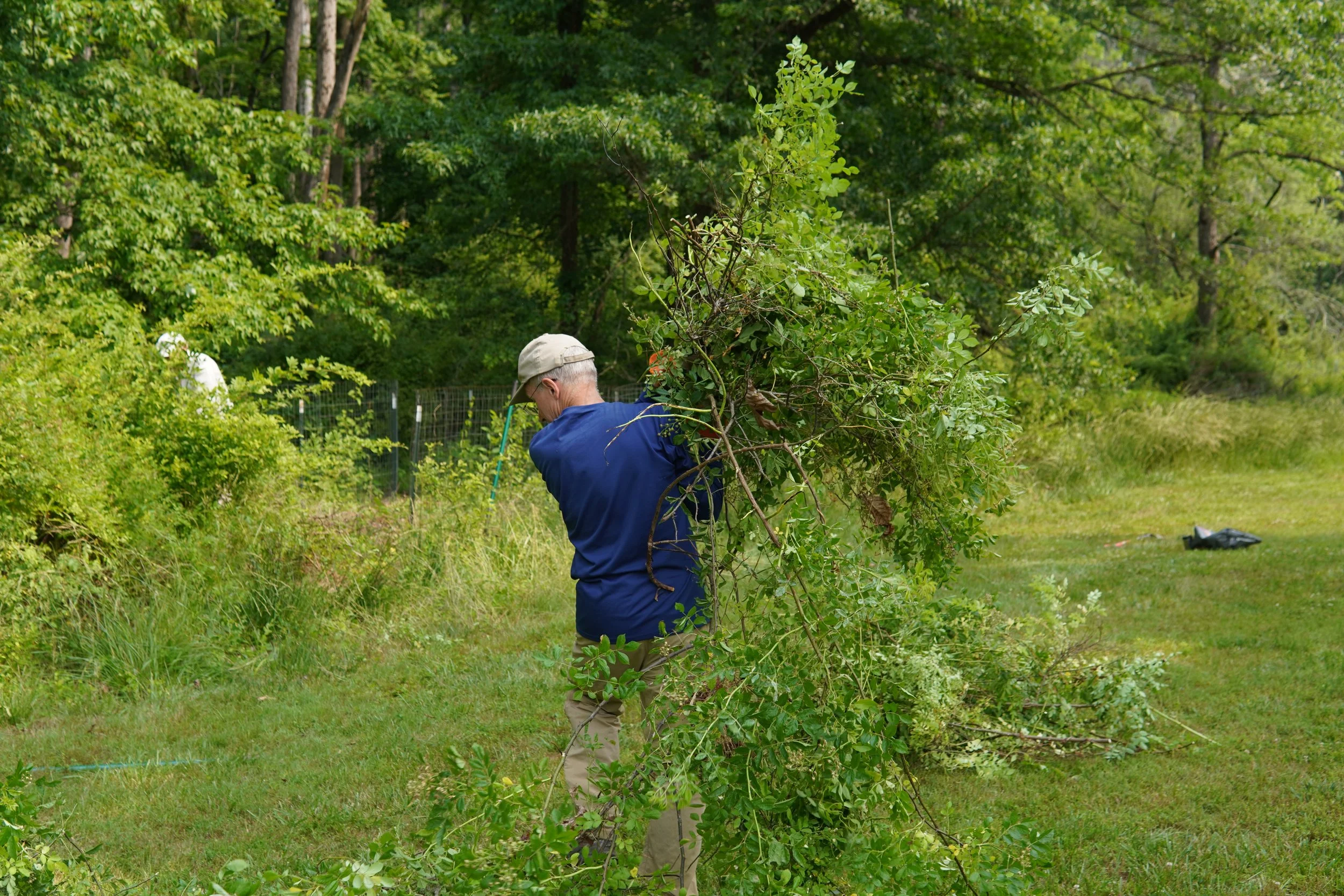 A man in a blue jacket and khaki pants handles a large branch or small tree in an outdoor green area, with another person visible in the background.