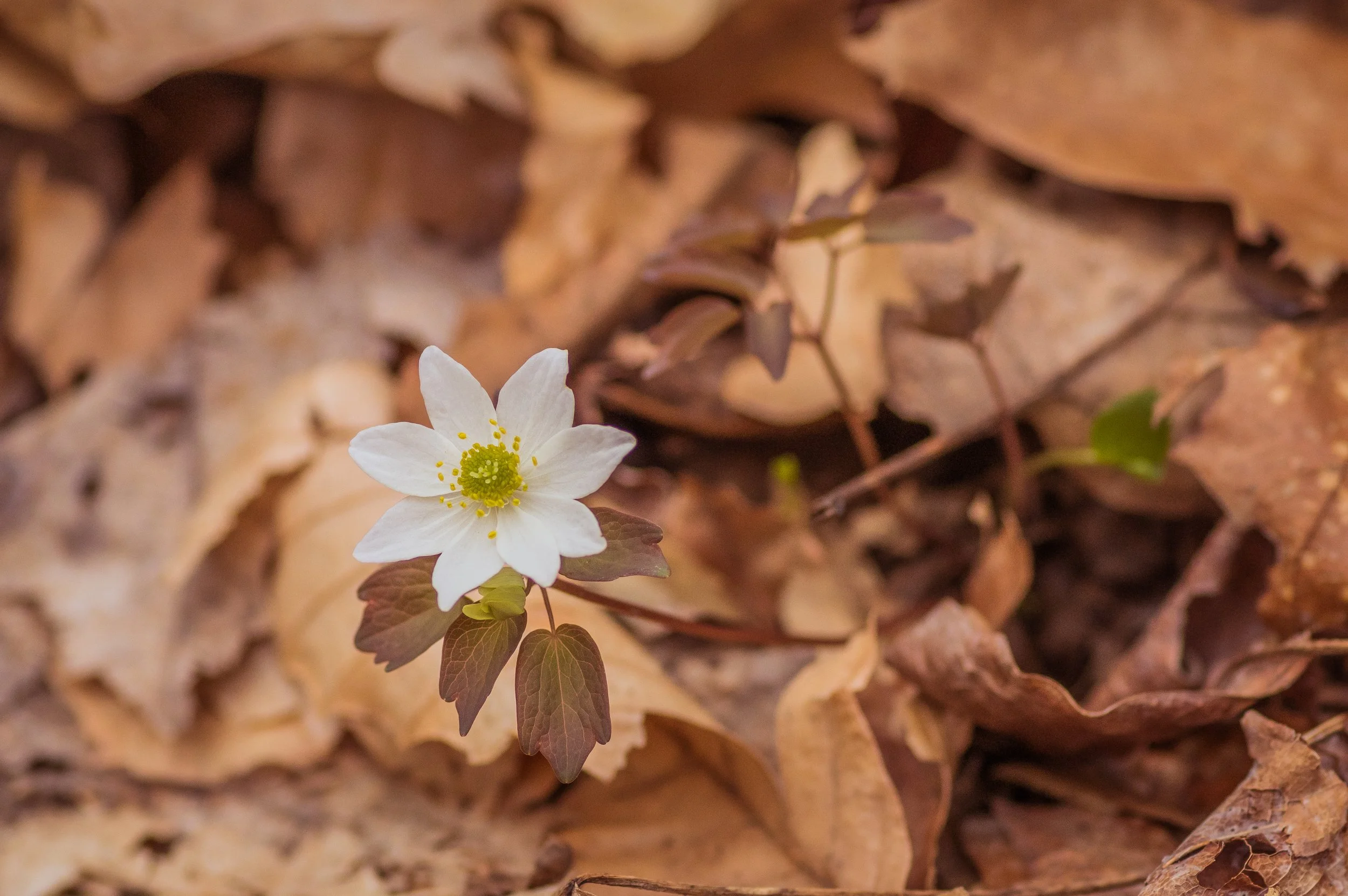 A white woodland flower with a green center and yellow stamens growing among brown fallen leaves.