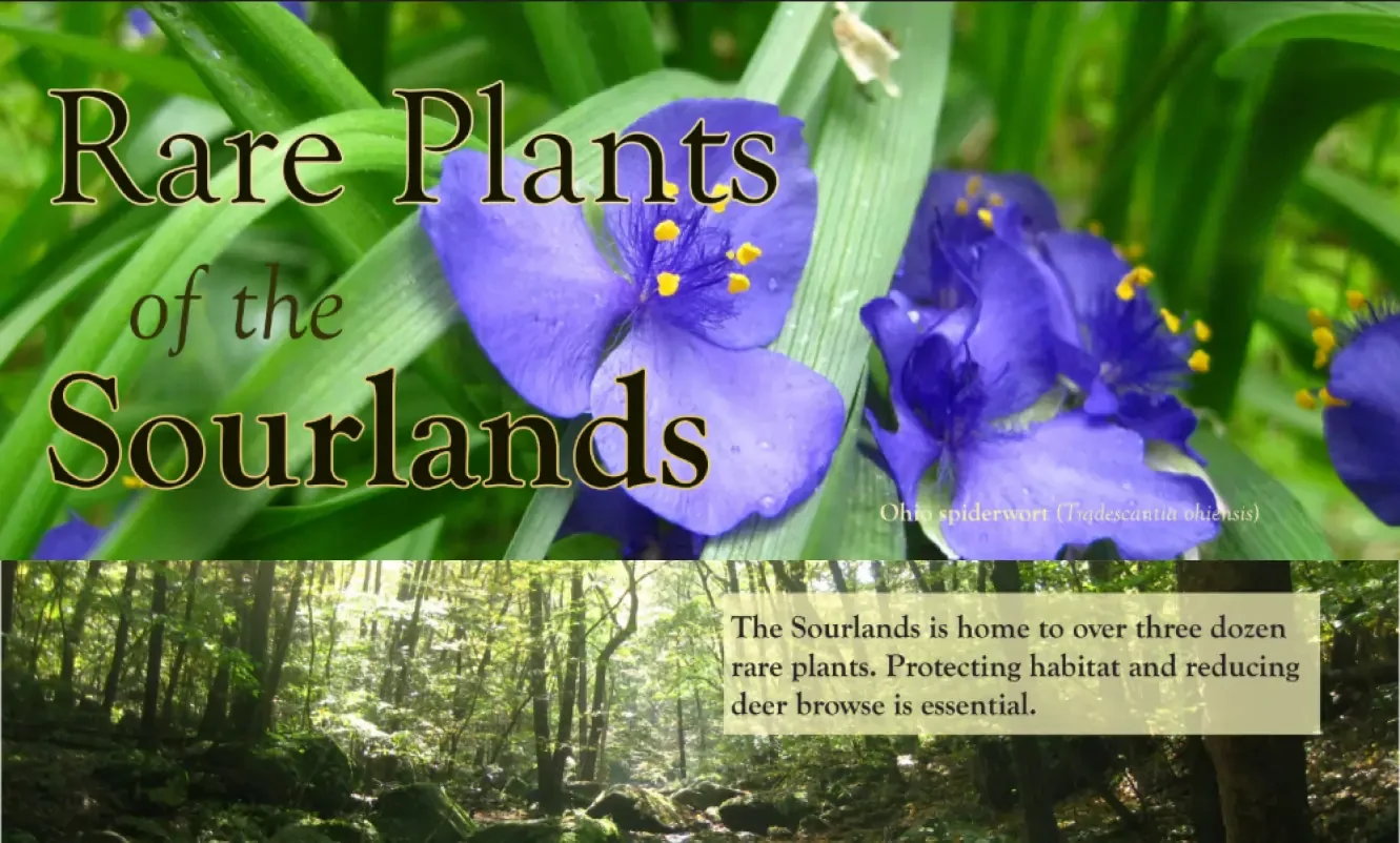 A promotional image for 'Rare Plants of the Sourlands' featuring purple spiderwort flowers in the top half and a forest scene with text about the Sourlands' rare plants and habitat protection in the bottom half.