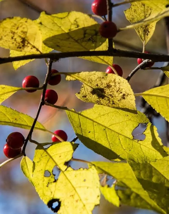 Close-up of yellowing leaves and red berries on a branch, some leaves have holes and dark spots, sunlight filtering through.