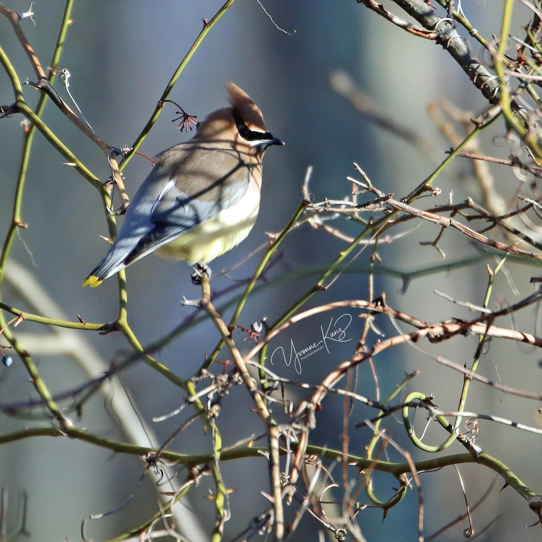 A bird perched on a thorny branch, surrounded by tangled, leafless twigs.